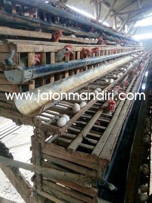 Telur Kampung Omega3, Telur Jaton