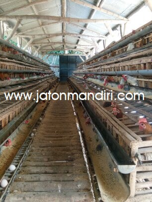 Telur Kampung Omega3, Telur Jaton