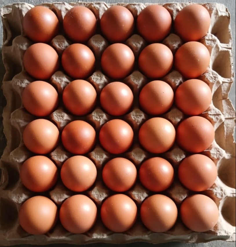 Telur Ayam Ras, Telur Kampung Omega3, Telur Puyuh, Telur Asin, Telur Bebek